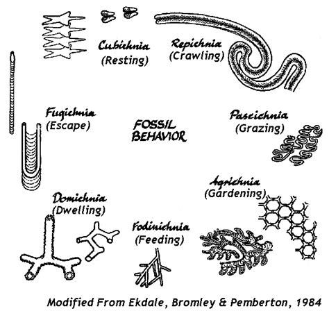 ichnofossils definition.